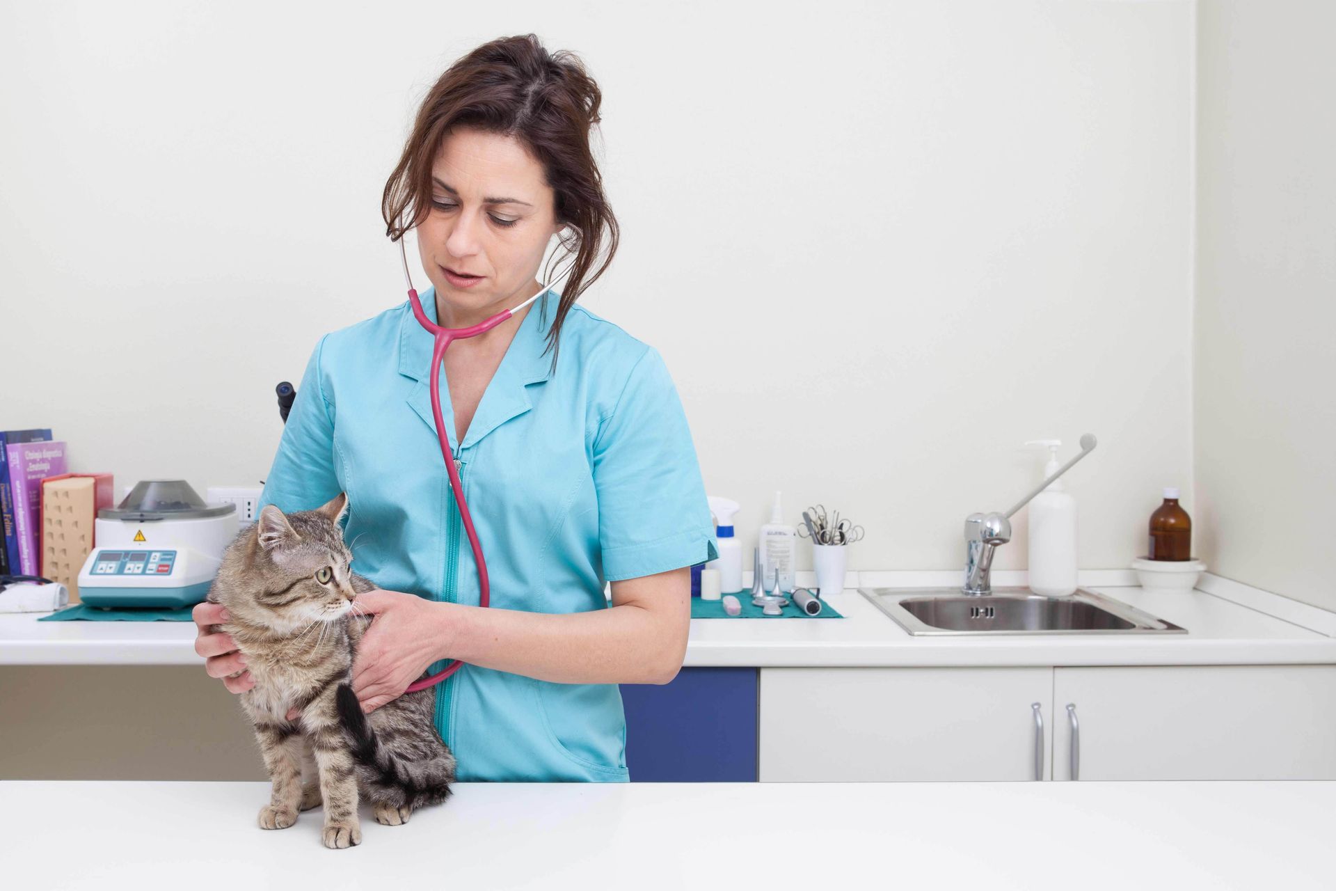 A female veterinarian is examining a cat with a stethoscope.