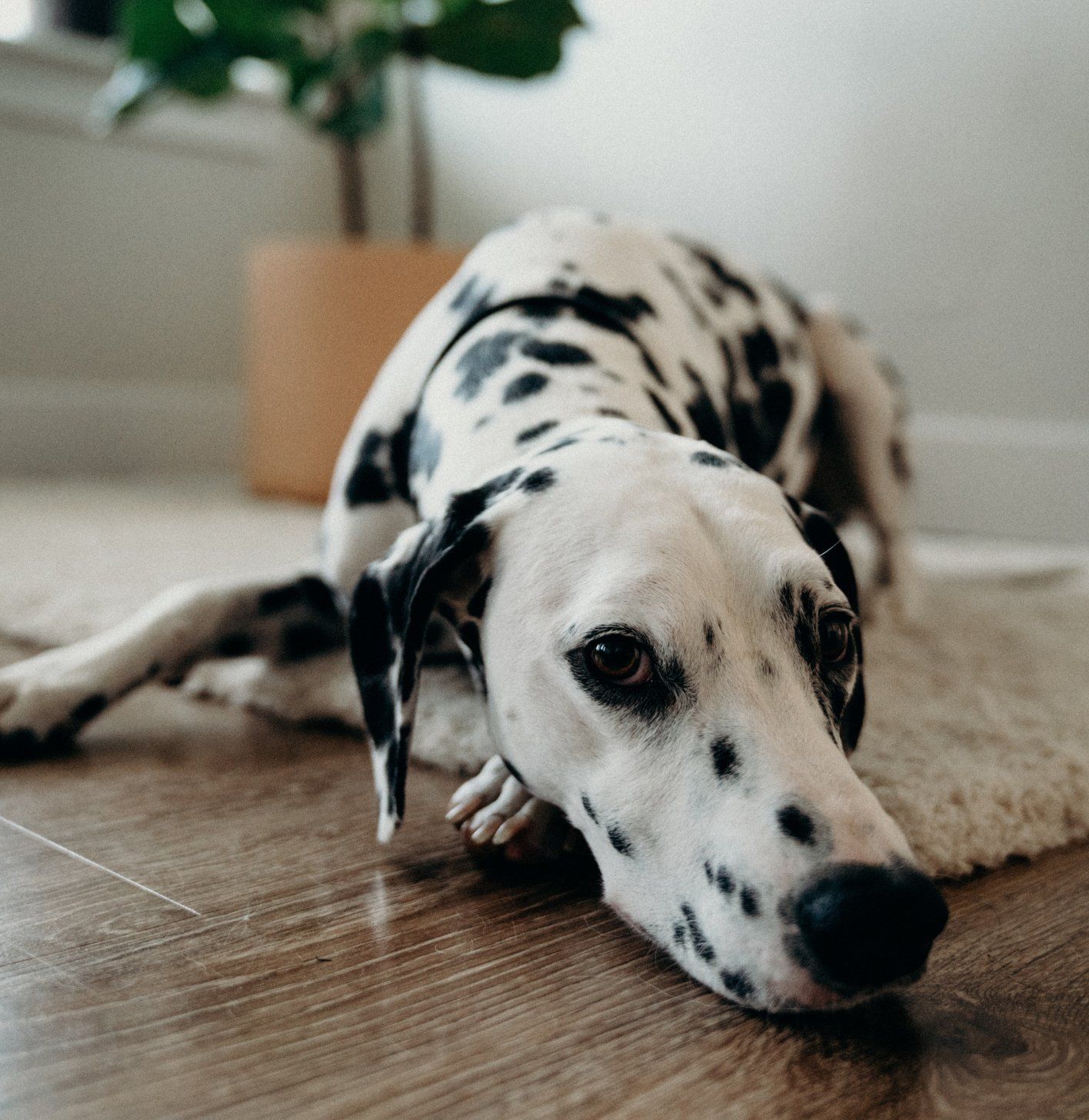 A dalmatian dog is laying down on the floor