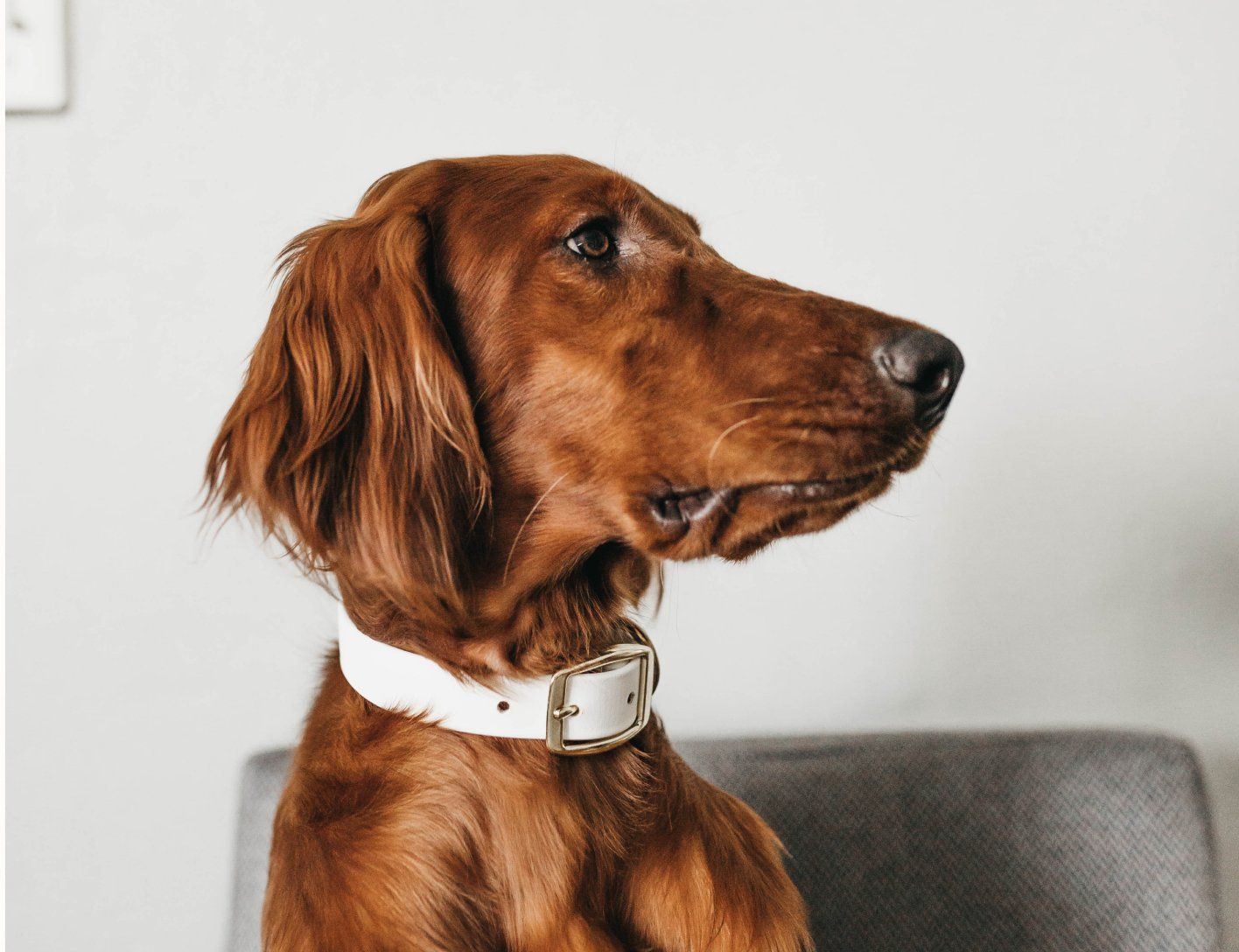 A brown dog wearing a white collar is sitting on a chair.