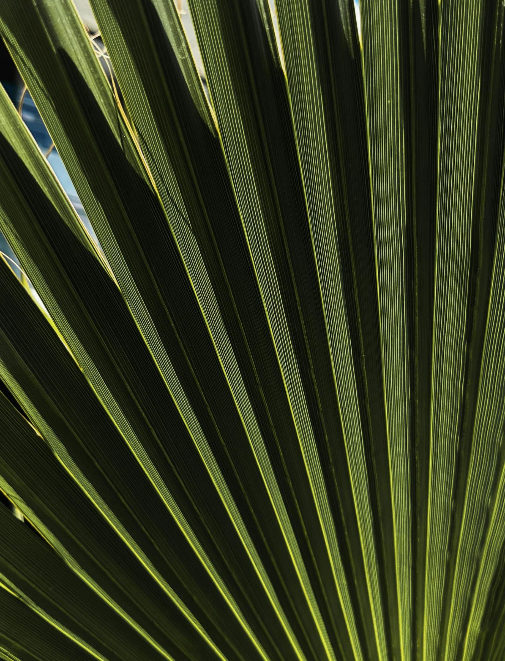 Close-up of a fan-shaped palm leaf with parallel green ridges, lit by sunlight.