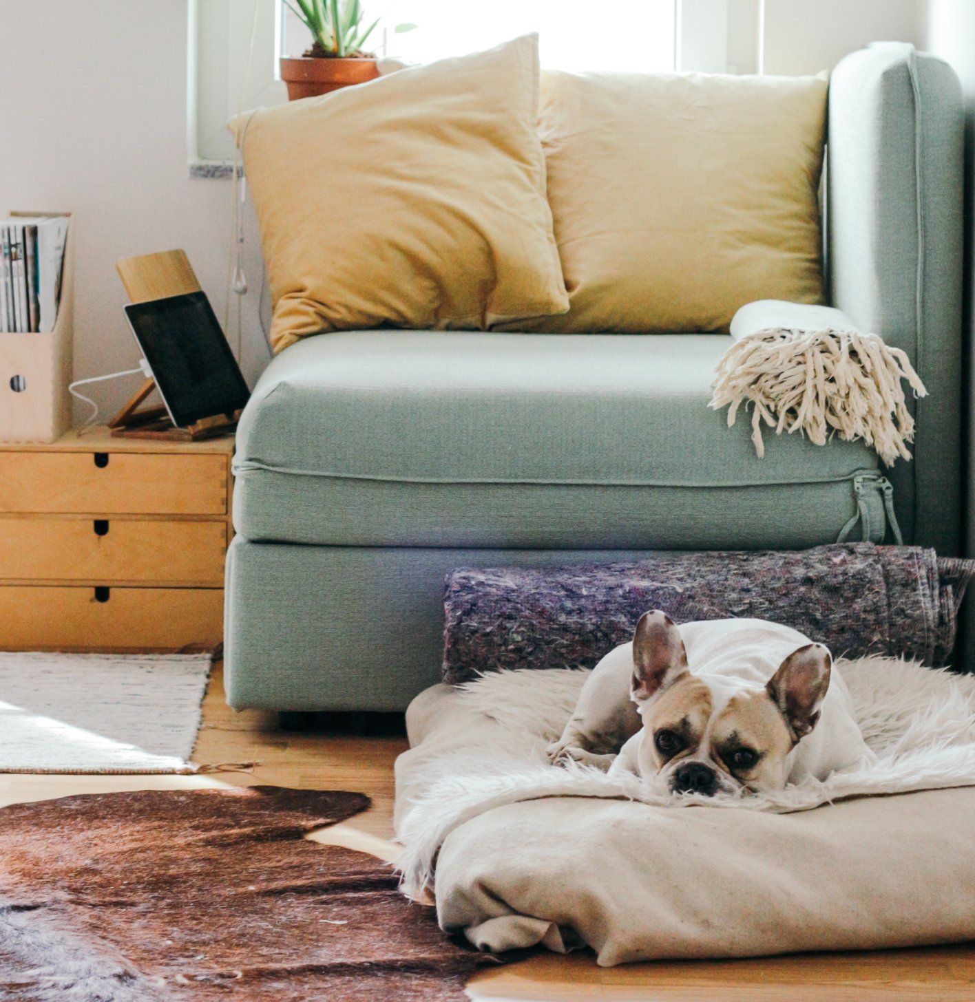 A dog is laying on a dog bed in front of a couch