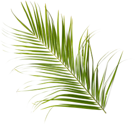 Feuille de palmier verte sur fond blanc.