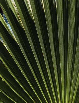 A close up of a palm tree leaf that looks like a fan
