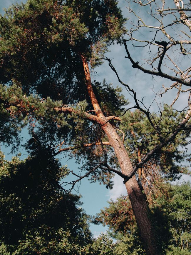 Looking up at a tree with a blue sky in the background