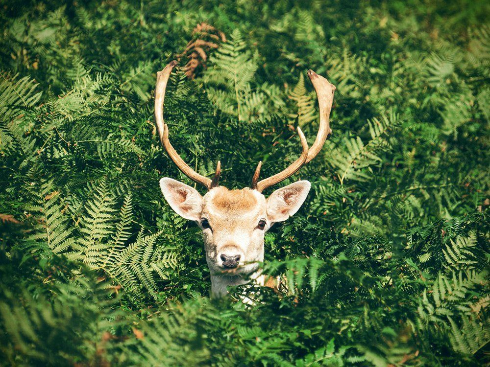 Deer with large antlers peeking through lush green ferns.
