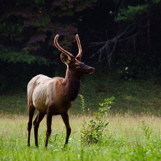Elk with antlers stands in a grassy field, dark brown fur, with green vegetation and trees in the background.