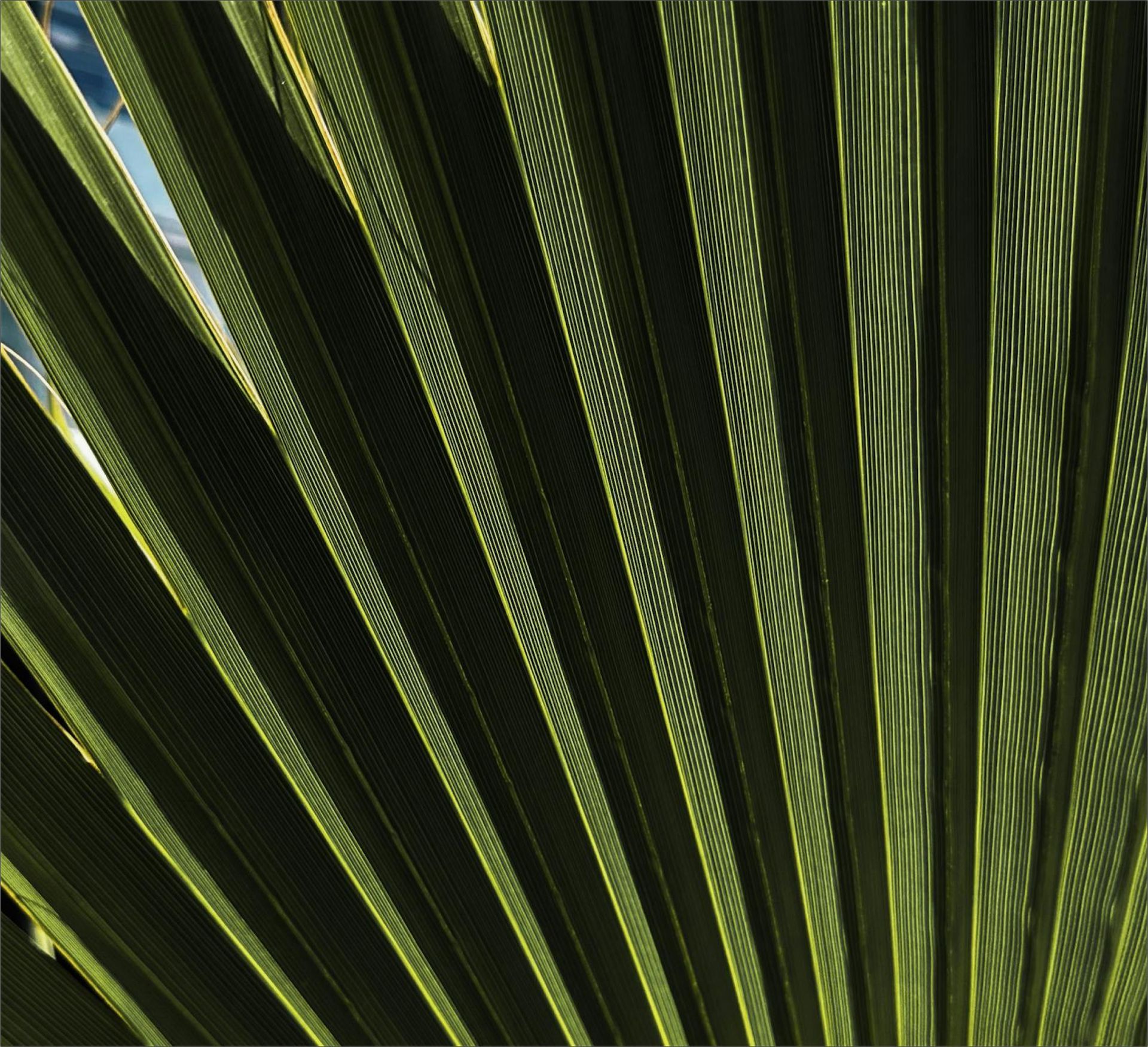Green palm frond with sunlight filtering through the leaves.
