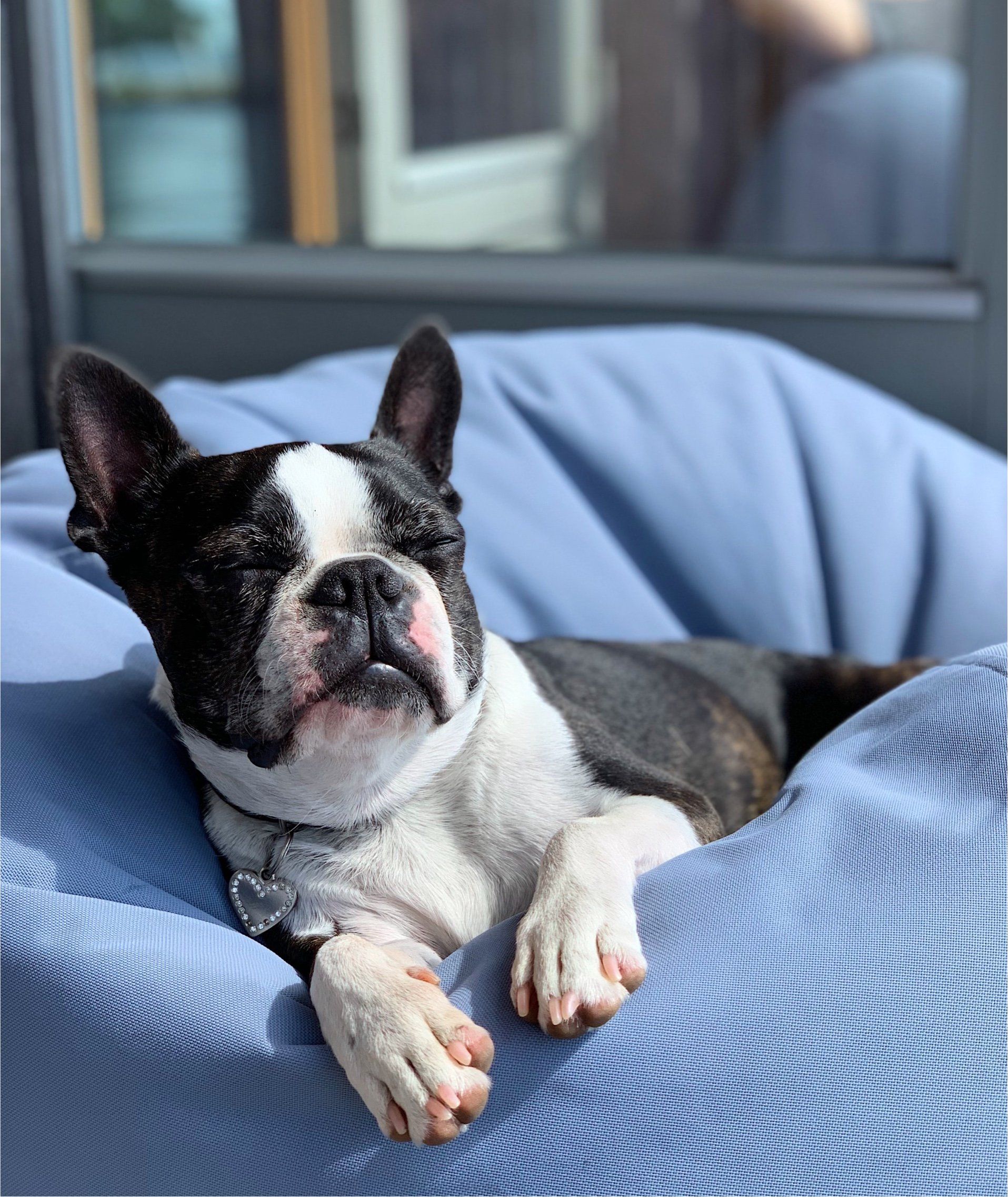 Boston Terrier dog lounging on a blue cushioned surface, basking in sunlight with eyes closed.