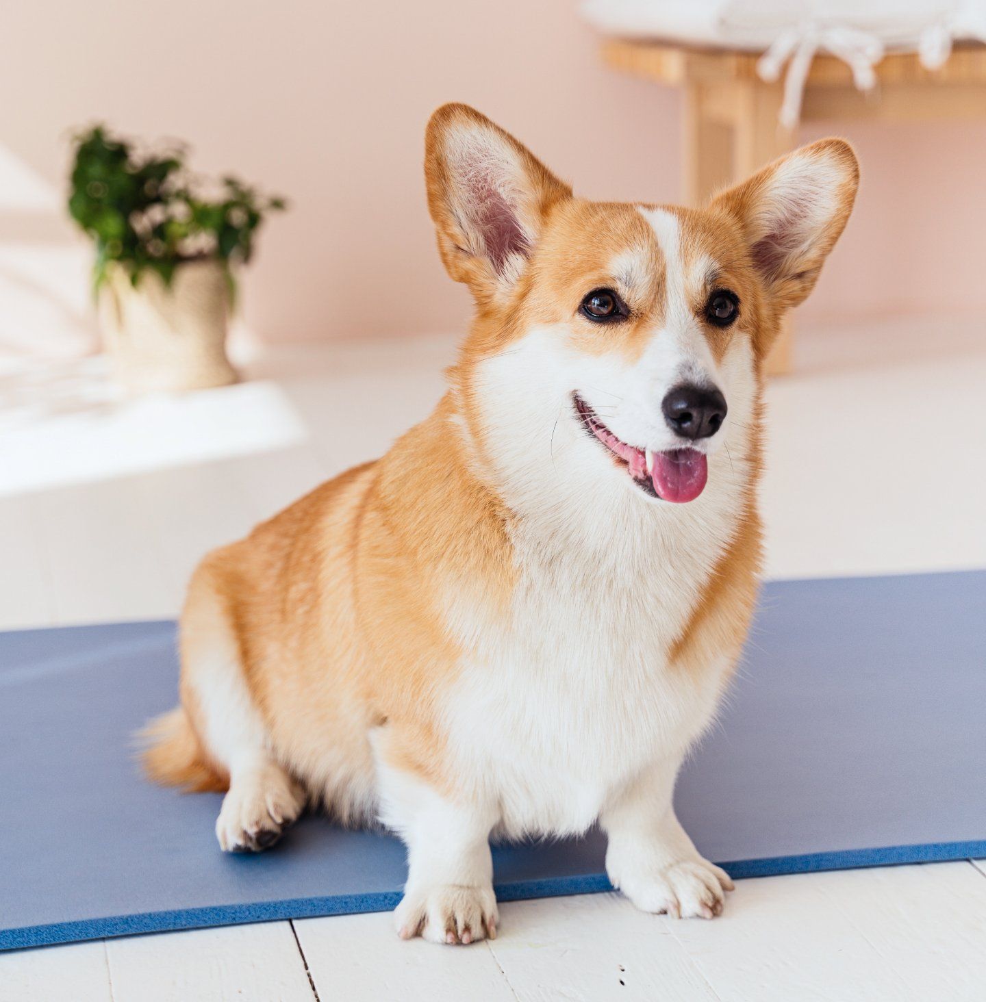 Ein hellbrauner und weißer Corgi sitzt lächelnd auf einer blauen Yogamatte in einem Zimmer.