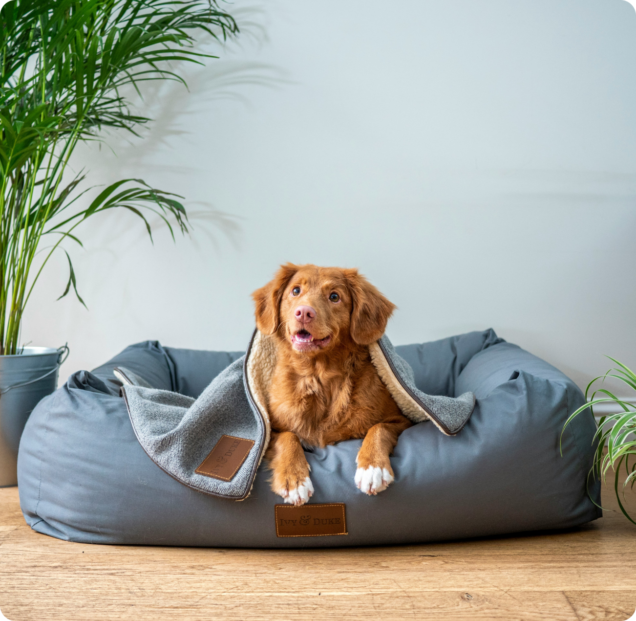 A dog is laying on a dog bed with a blanket on it.