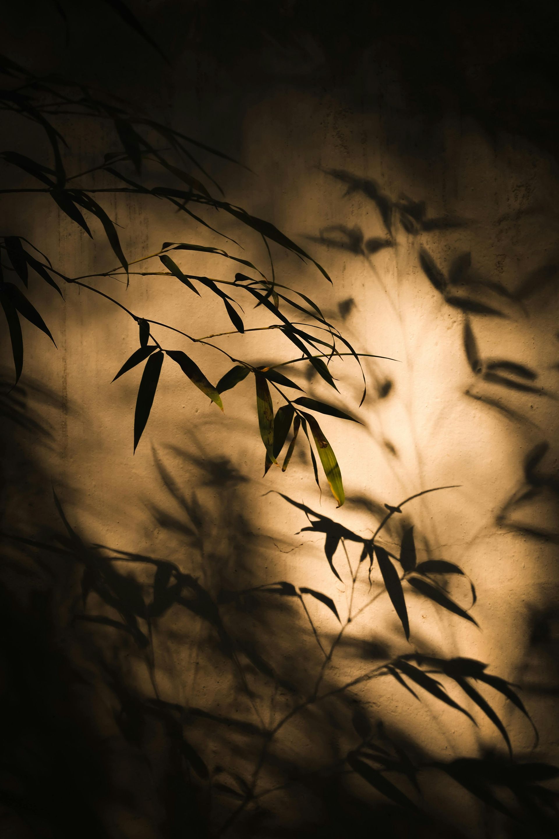 A shadow of a bamboo tree is cast on a wall.