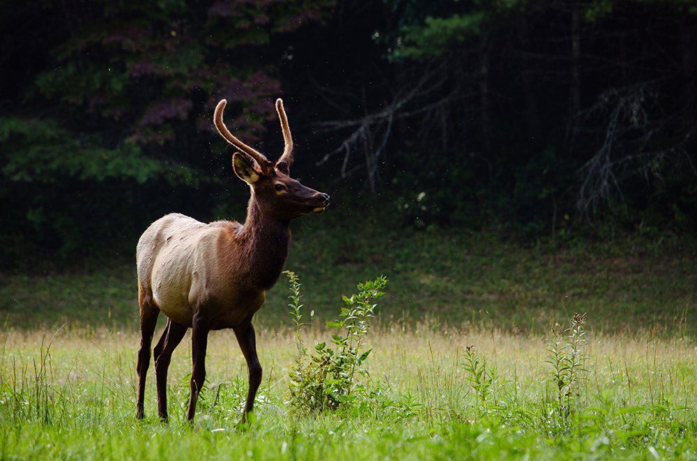 A deer with large antlers is standing in a grassy field.