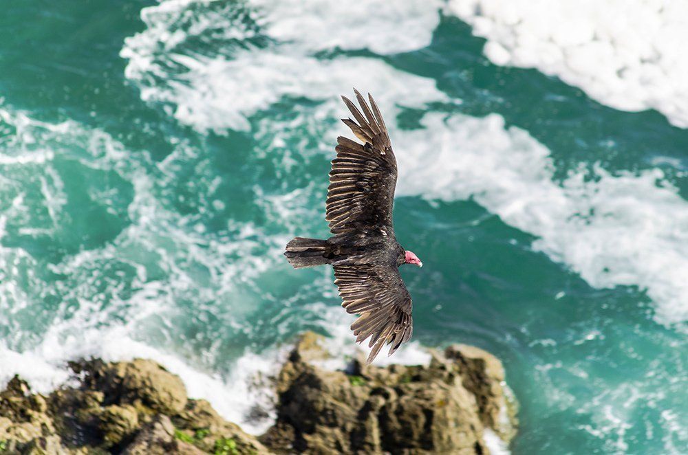A bird is flying over a rocky cliff overlooking the ocean.