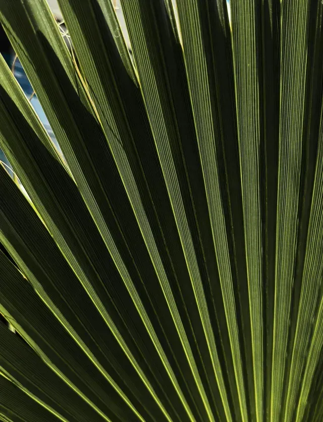 A close up of a palm tree leaf that looks like a fan