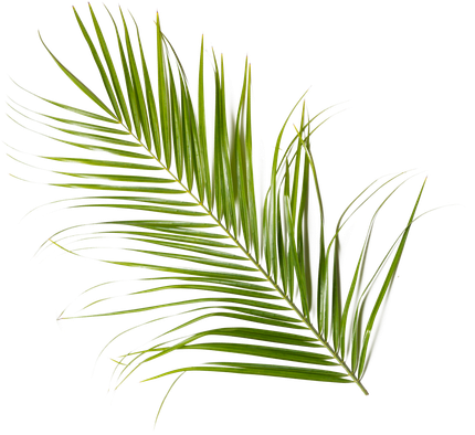 A leaf from a palm tree adding decor to this page