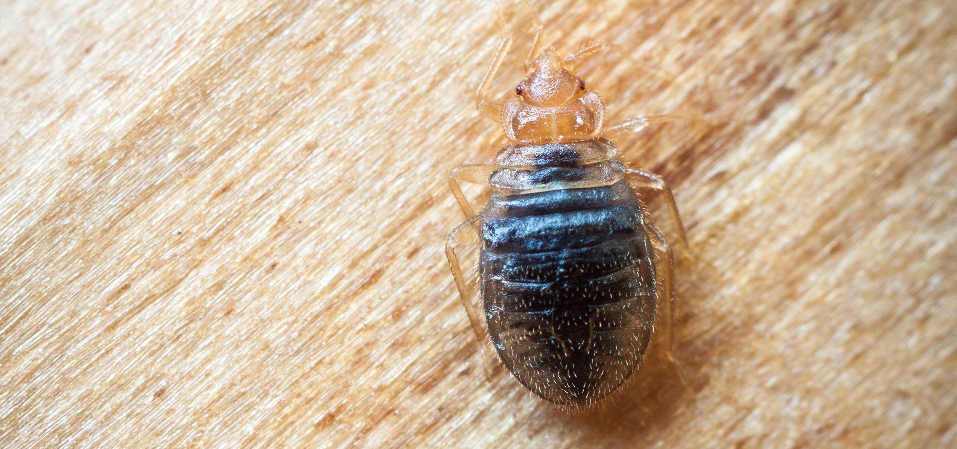 extreme close up photo of bed bug