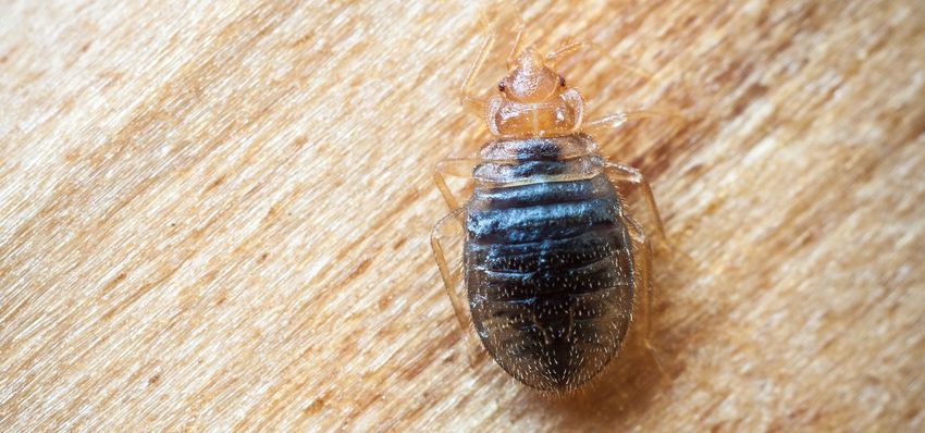 A bed bug is sitting on a piece of wood.