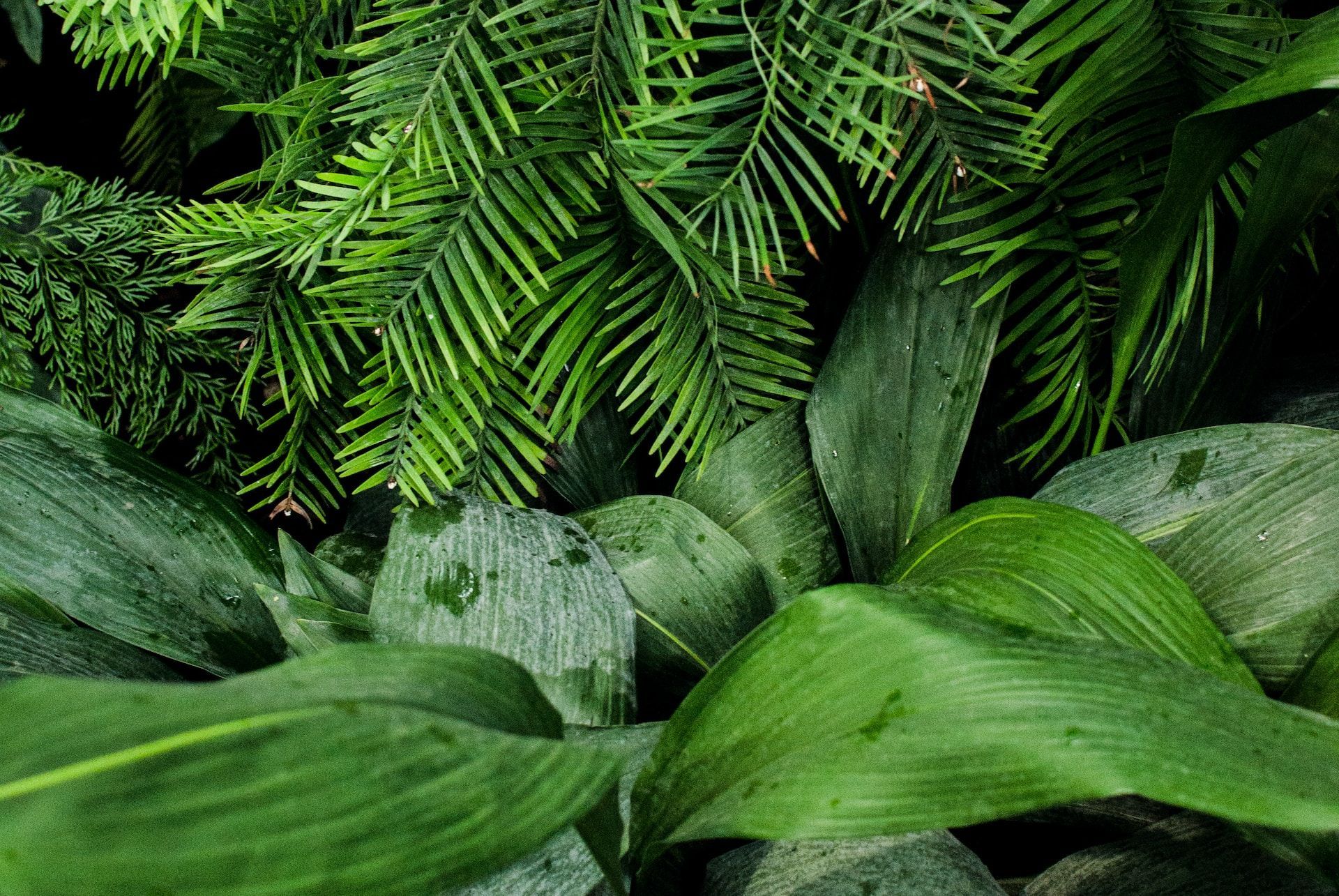 A close up of a plant with lots of green leaves and branches.