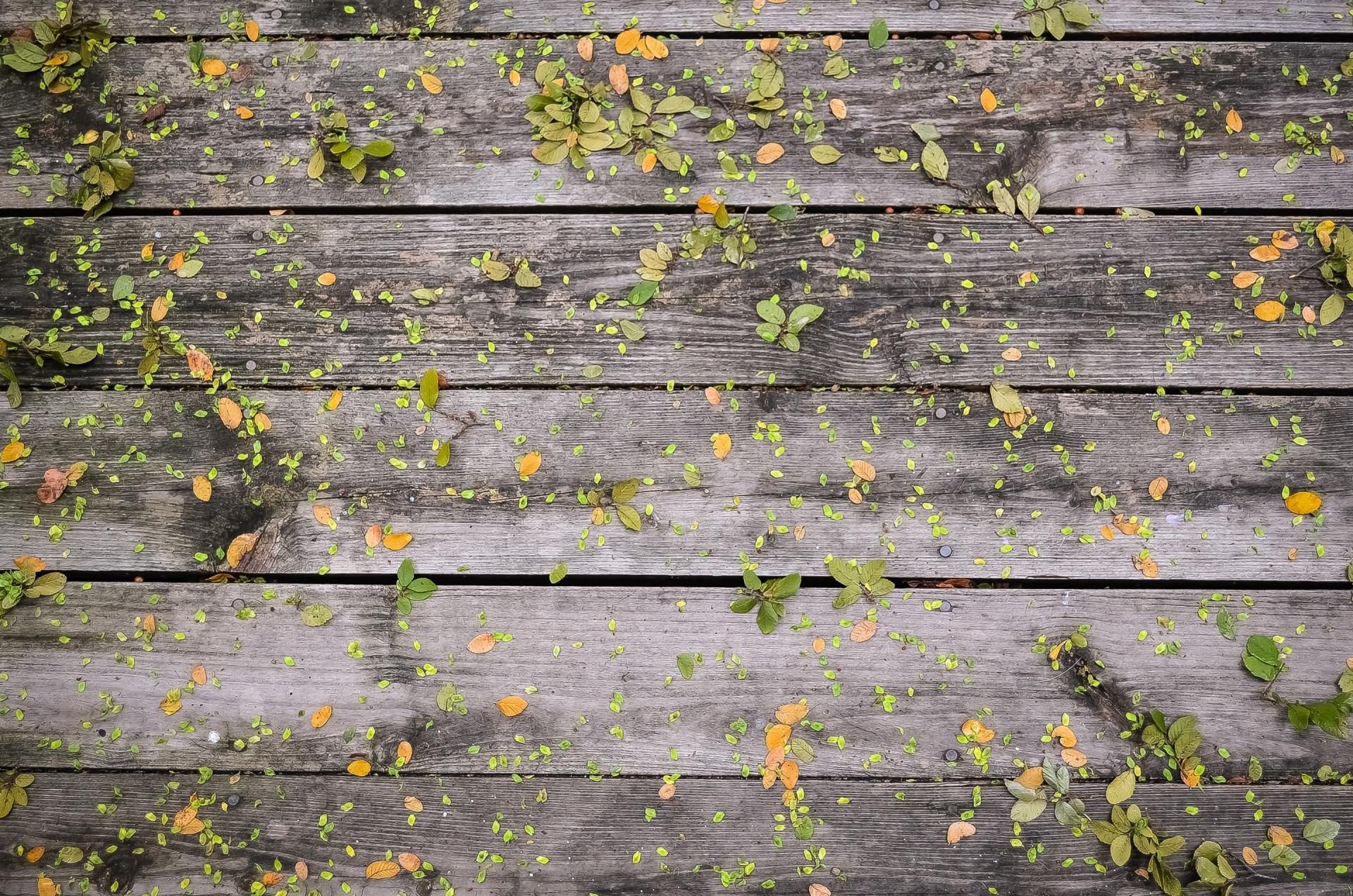 Weathered gray wooden planks covered with small green and yellow leaves.