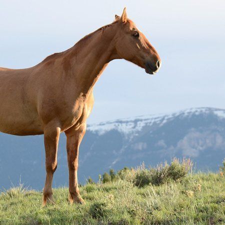 A brown horse standing in a grassy field with mountains in the background