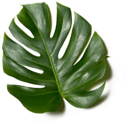 ornamental leaf