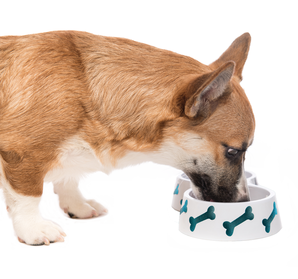 A corgi with their head in a white dish with green bones on it