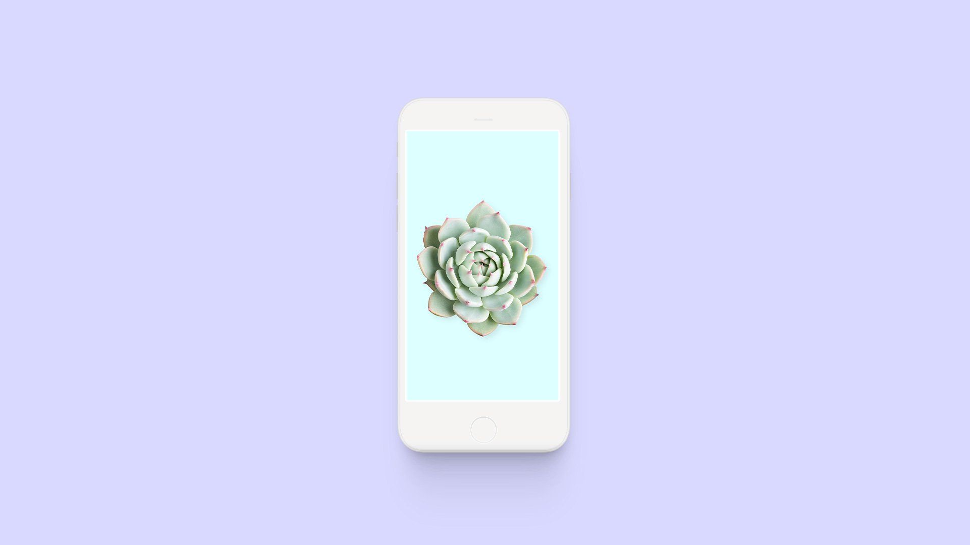 A white cell phone with a picture of a succulent on the screen.