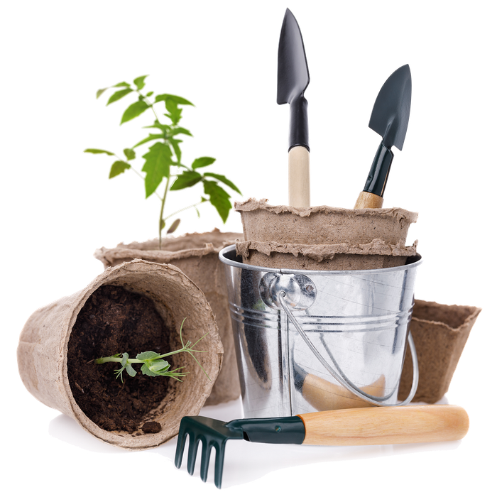 Seedling plant with garden trowels in a rustic pot — planting and gardening tools