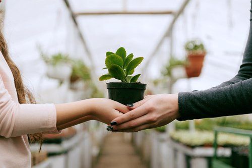 Two pairs of hands passing a potted plant in a greenhouse — care and horticulture therapy