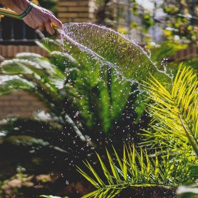 Person watering green plants with a hose outdoors on a sunny day.