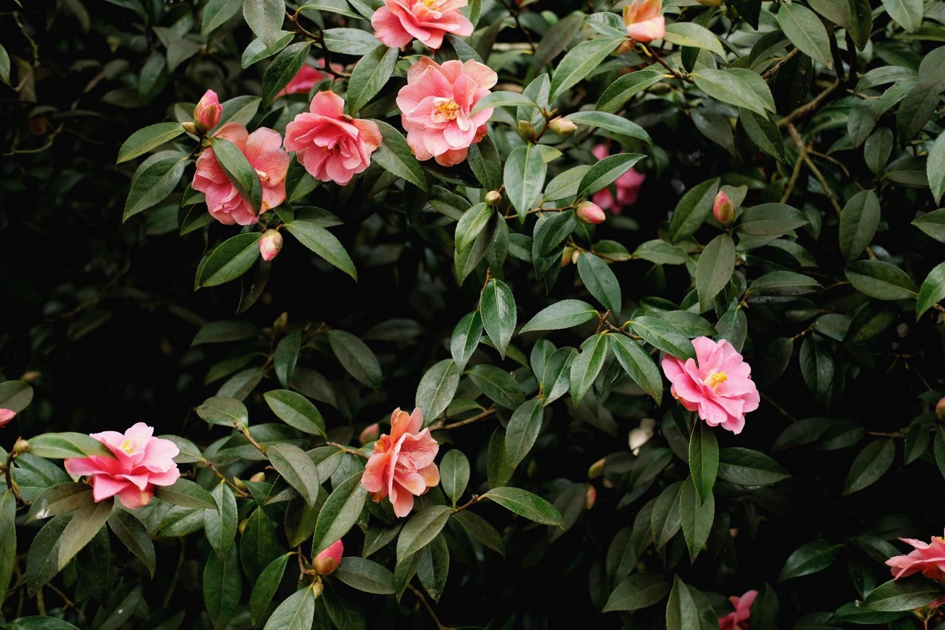 Un cespuglio con fiori rosa e foglie verdi