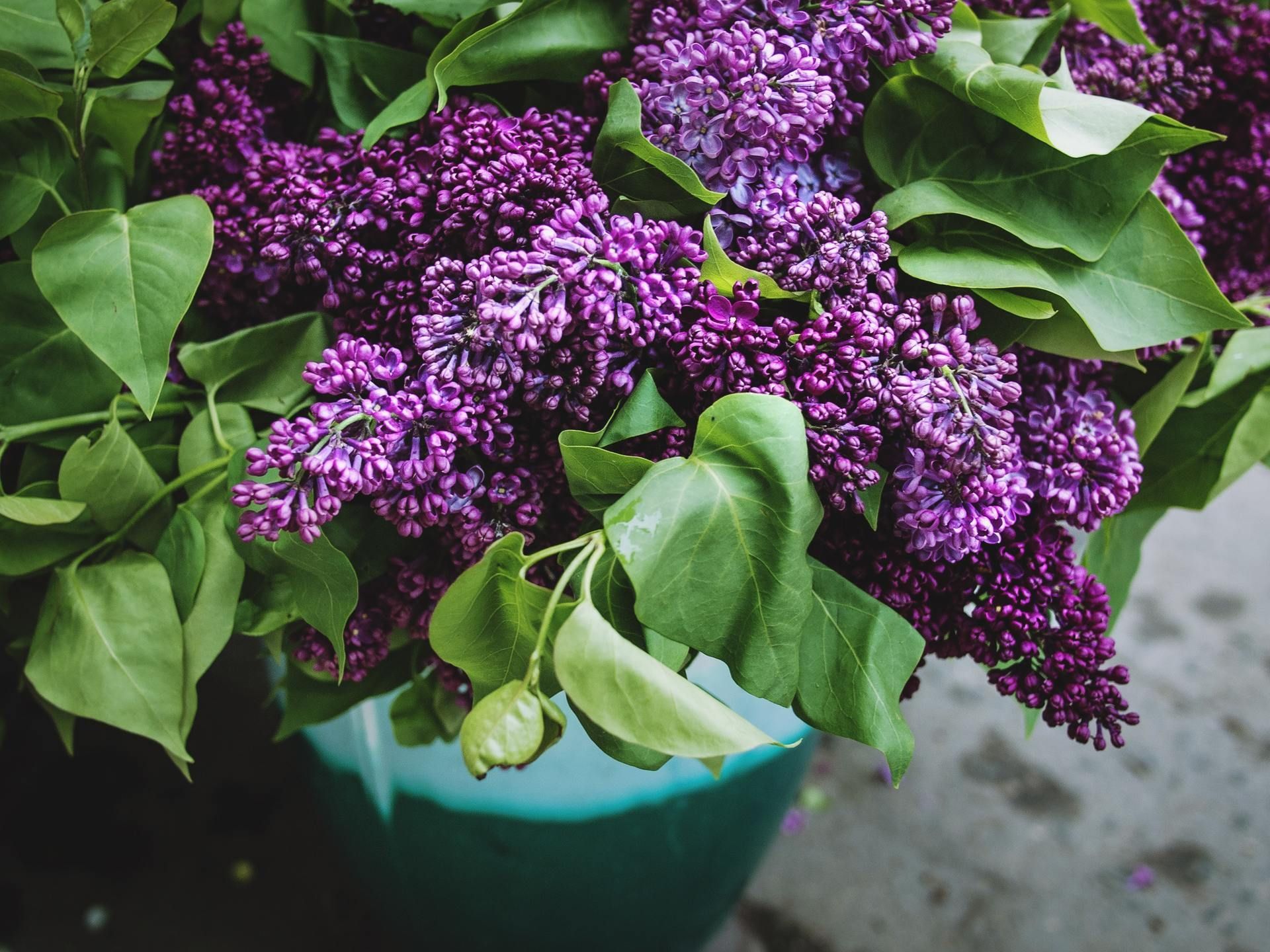 A blue vase filled with purple flowers and green leaves.
