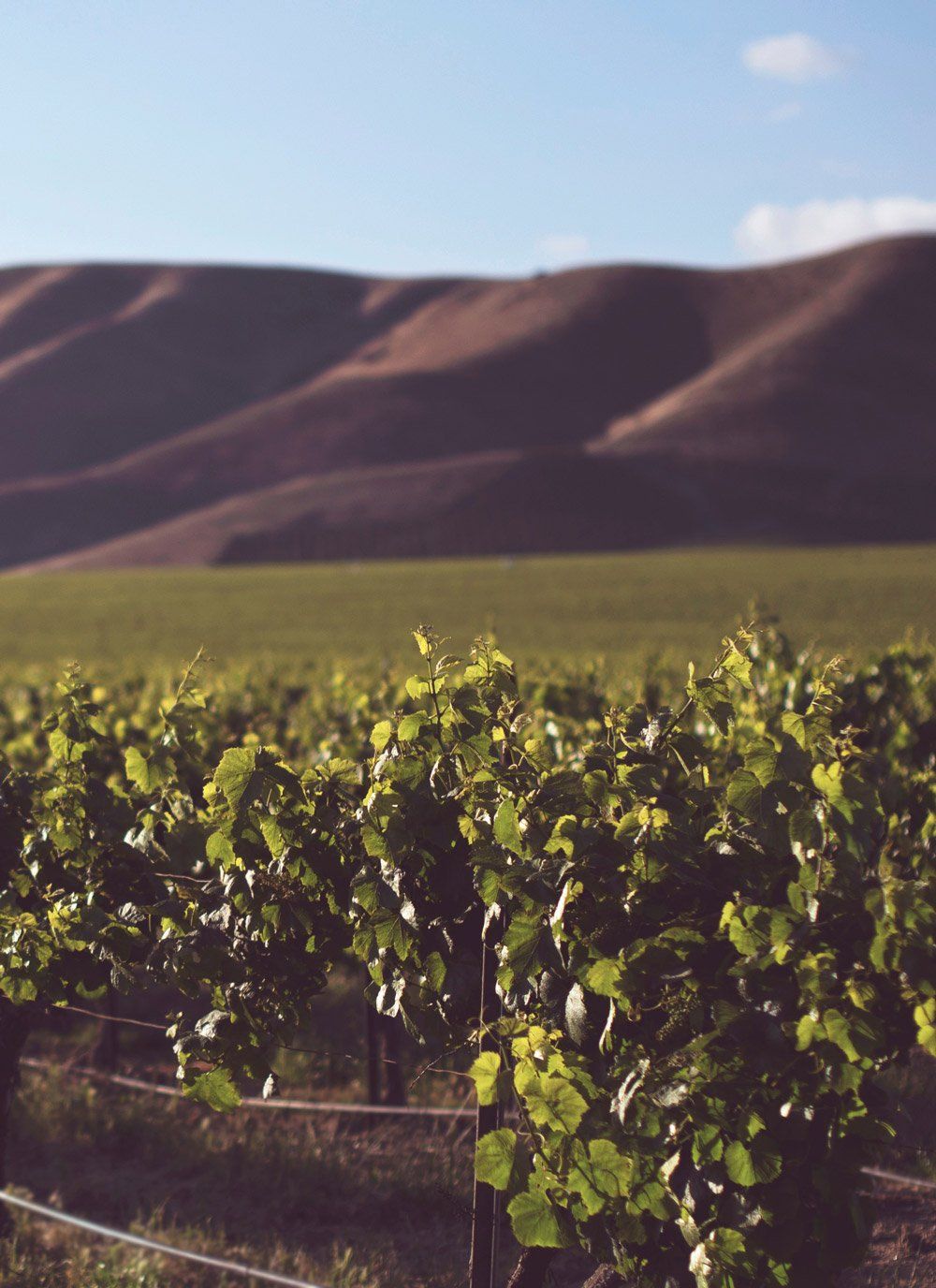 Un vignoble avec des montagnes en arrière-plan et une clôture au premier plan