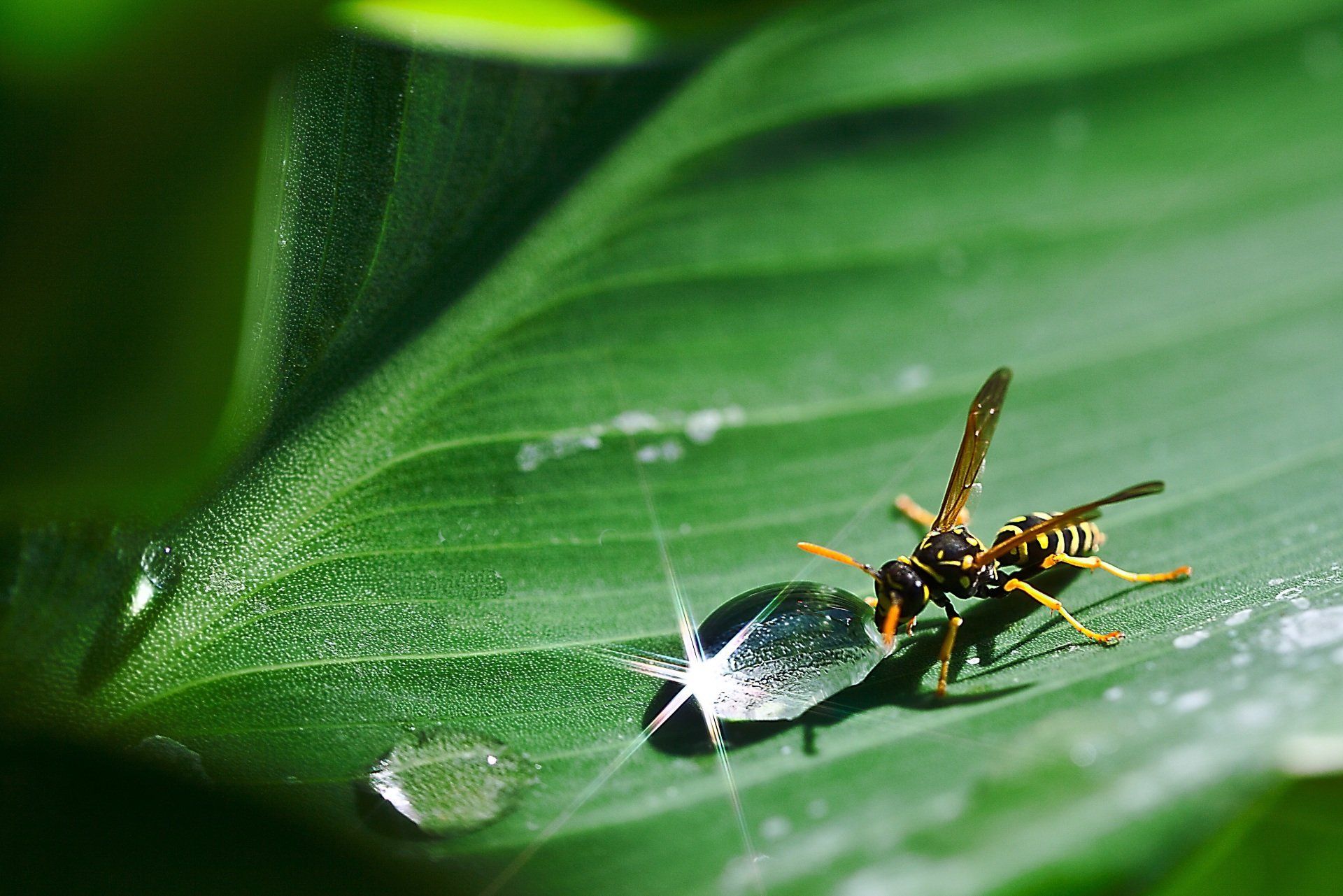 A wasp is sitting on a green leaf with a drop of water on it.