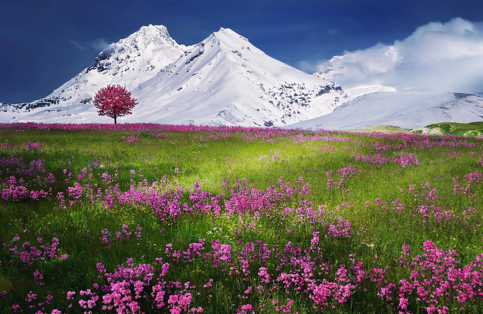 a field of pink flowers with a snowy mountain in the background