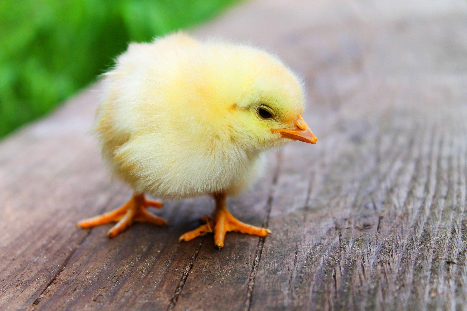 A small yellow chicken is standing on a wooden table.