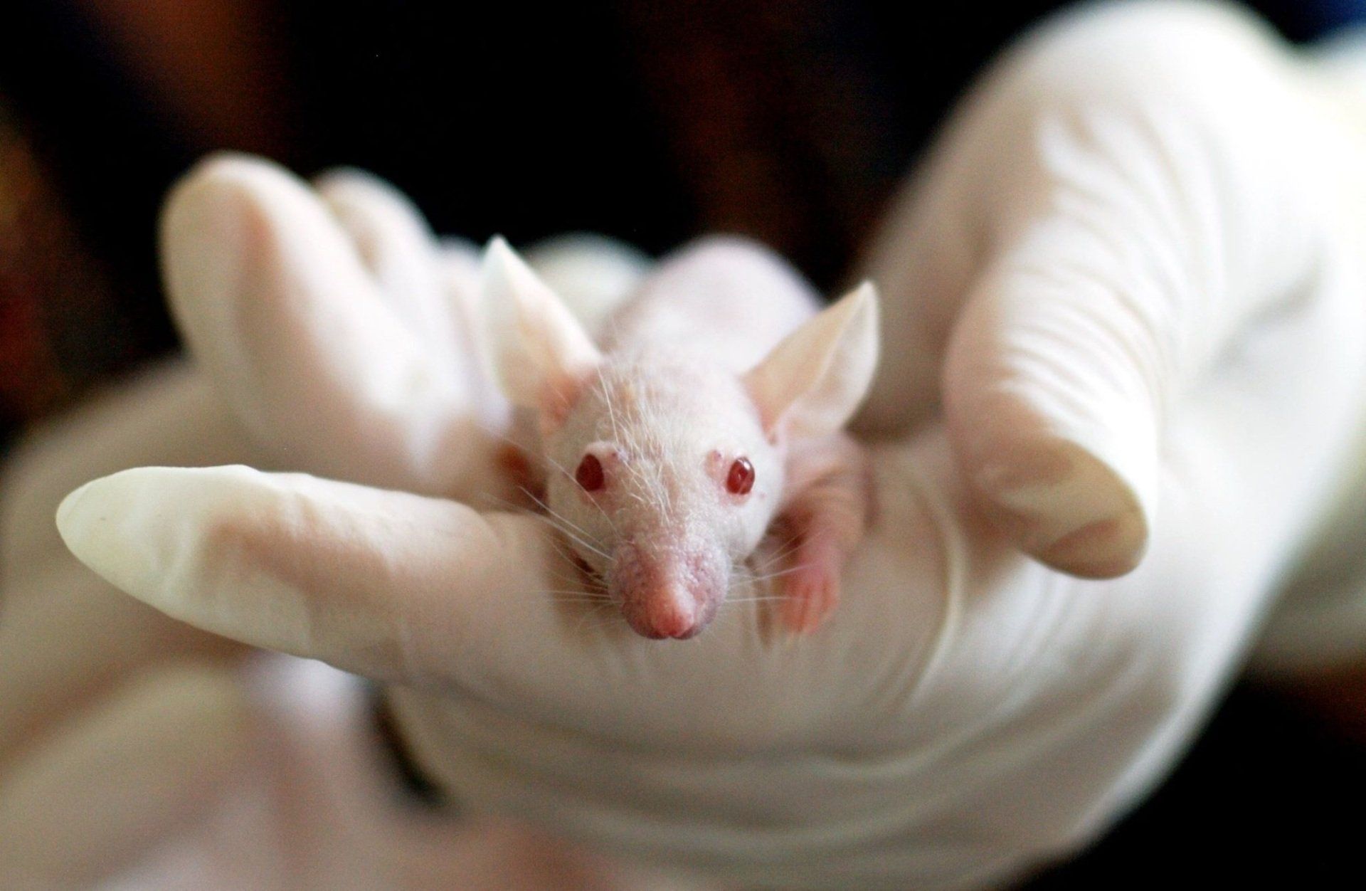 A white lab mouse in the hands of a lab worker wearing white rubber gloves