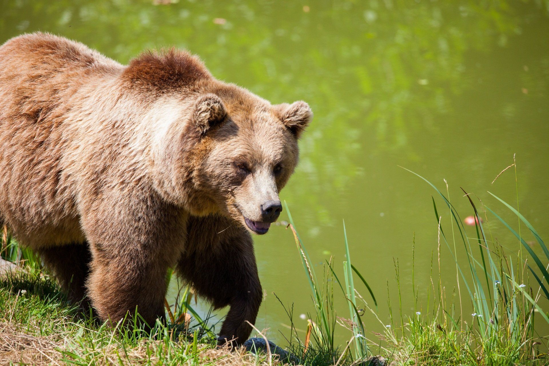 A brown bear is walking near a body of water.