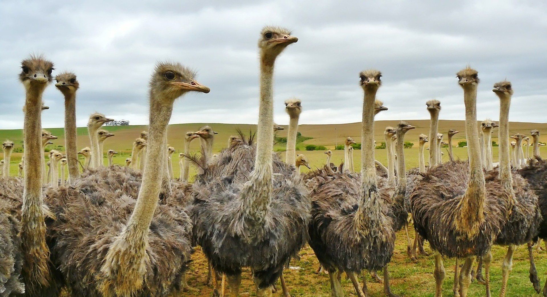 a herd of ostrich standing in a field looking at the camera