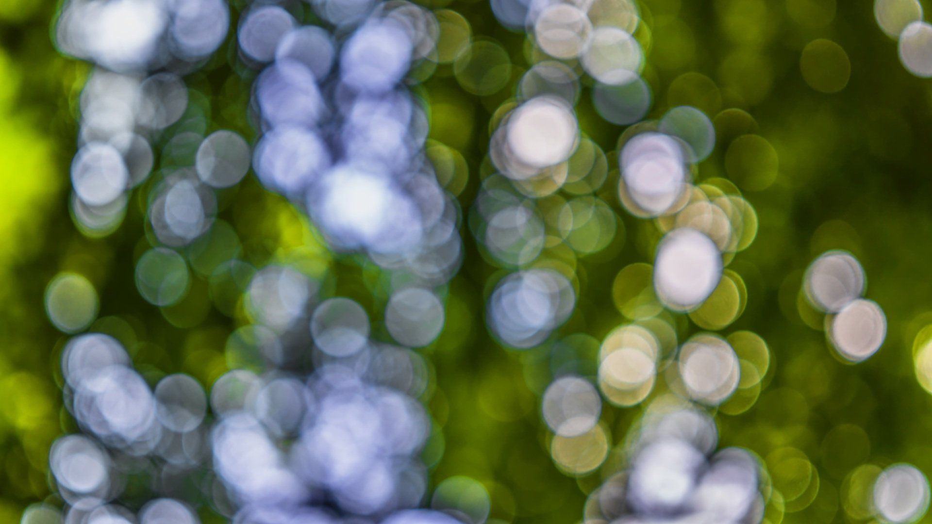 Photo of trees using a photography technique called bokeh