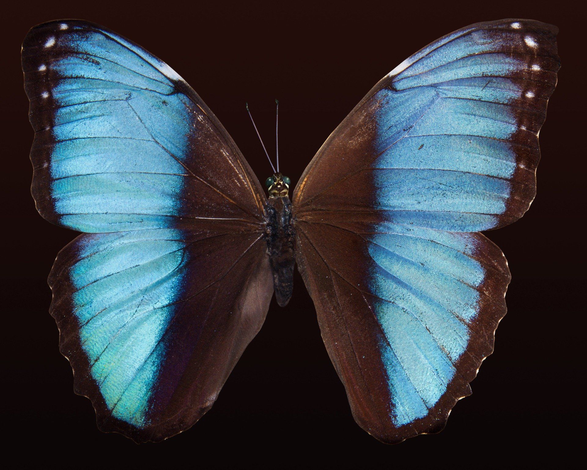 A blue and brown butterfly with a black background