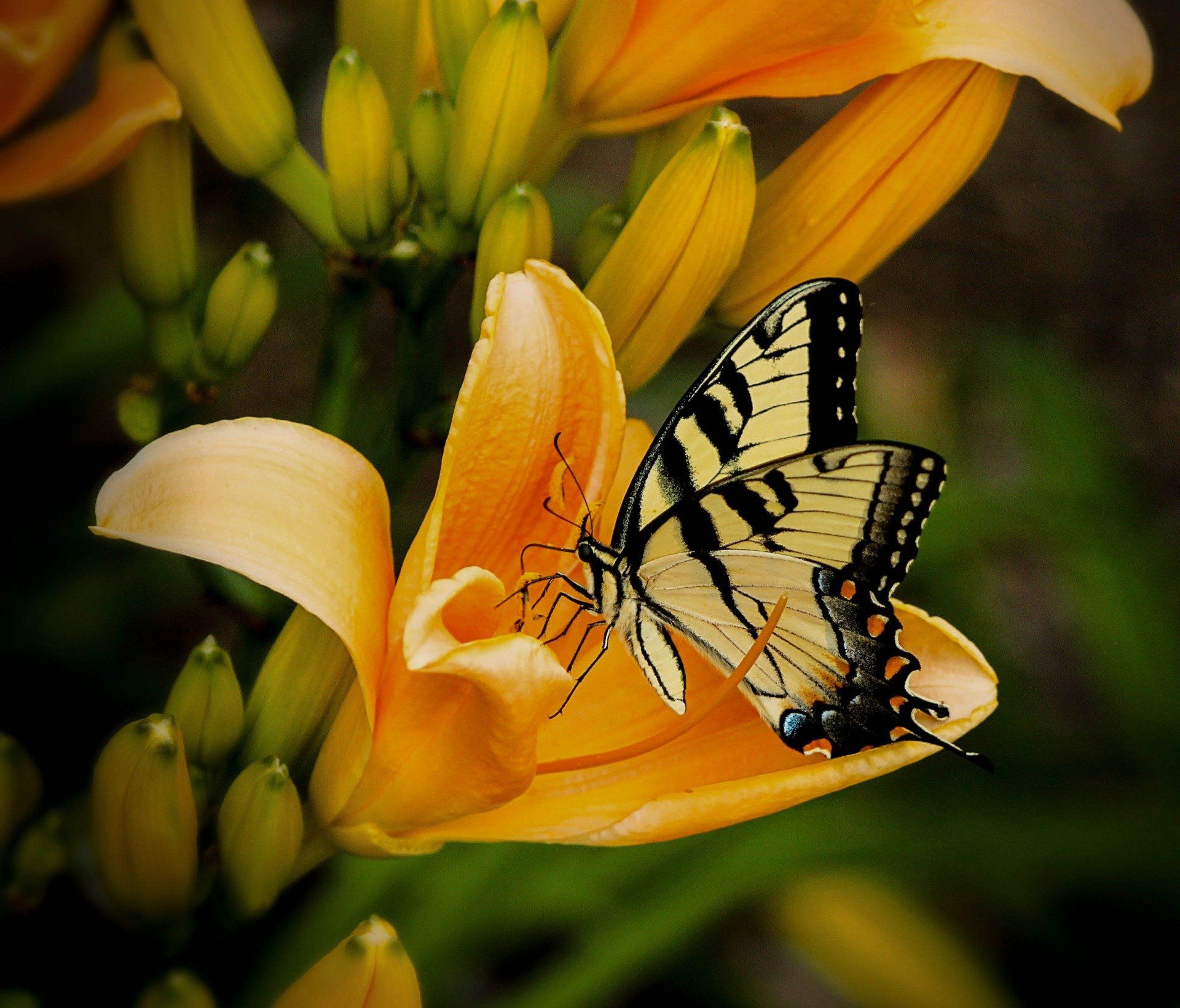 Butterfly Fluttering in backyard