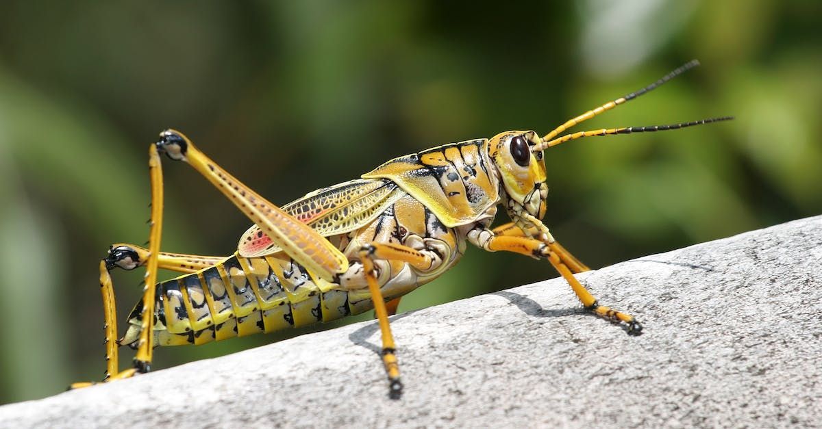 Cricket Removal | Chesterfield MO | Buckingham Pest Control