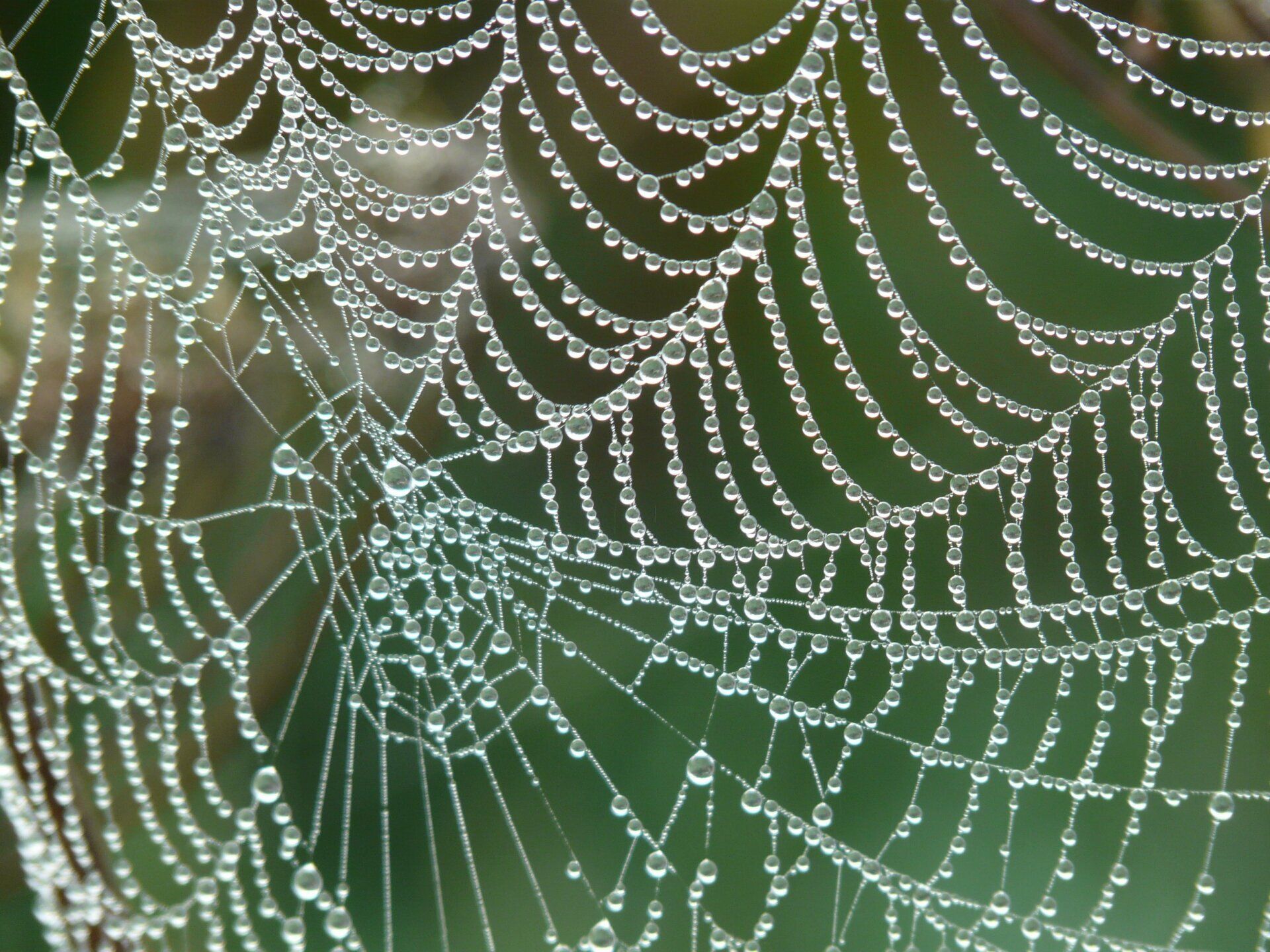 Picture of spider web.