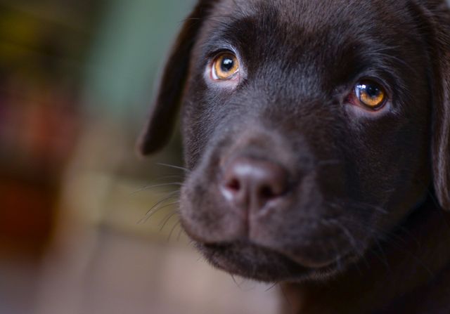 Puppy jumping and biting sales clothes