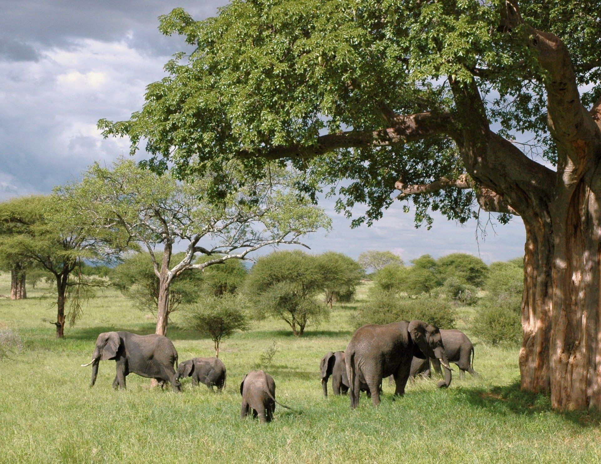 A herd of elephants standing under a tree in a grassy field