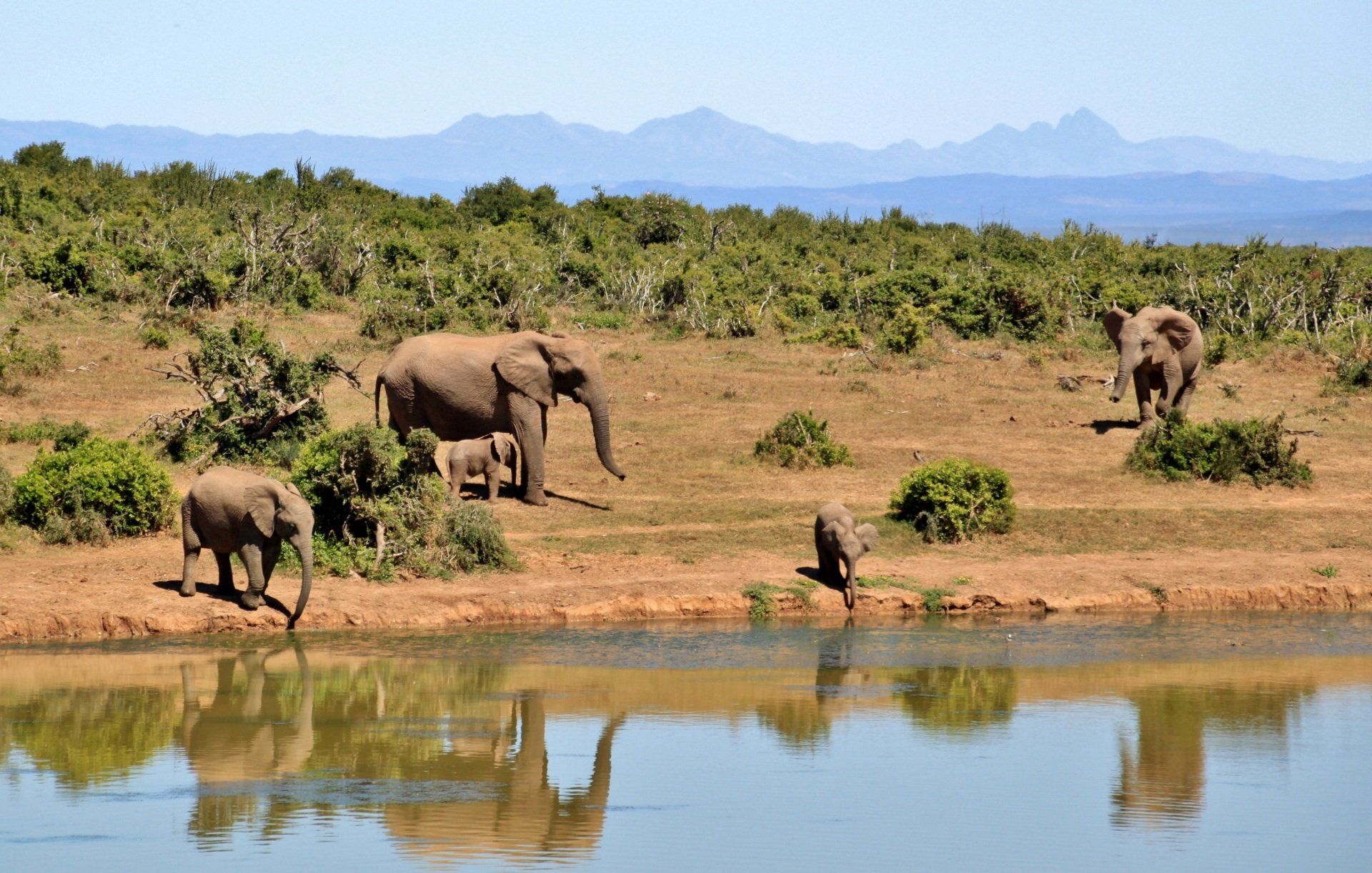 Safari elefanti africani
