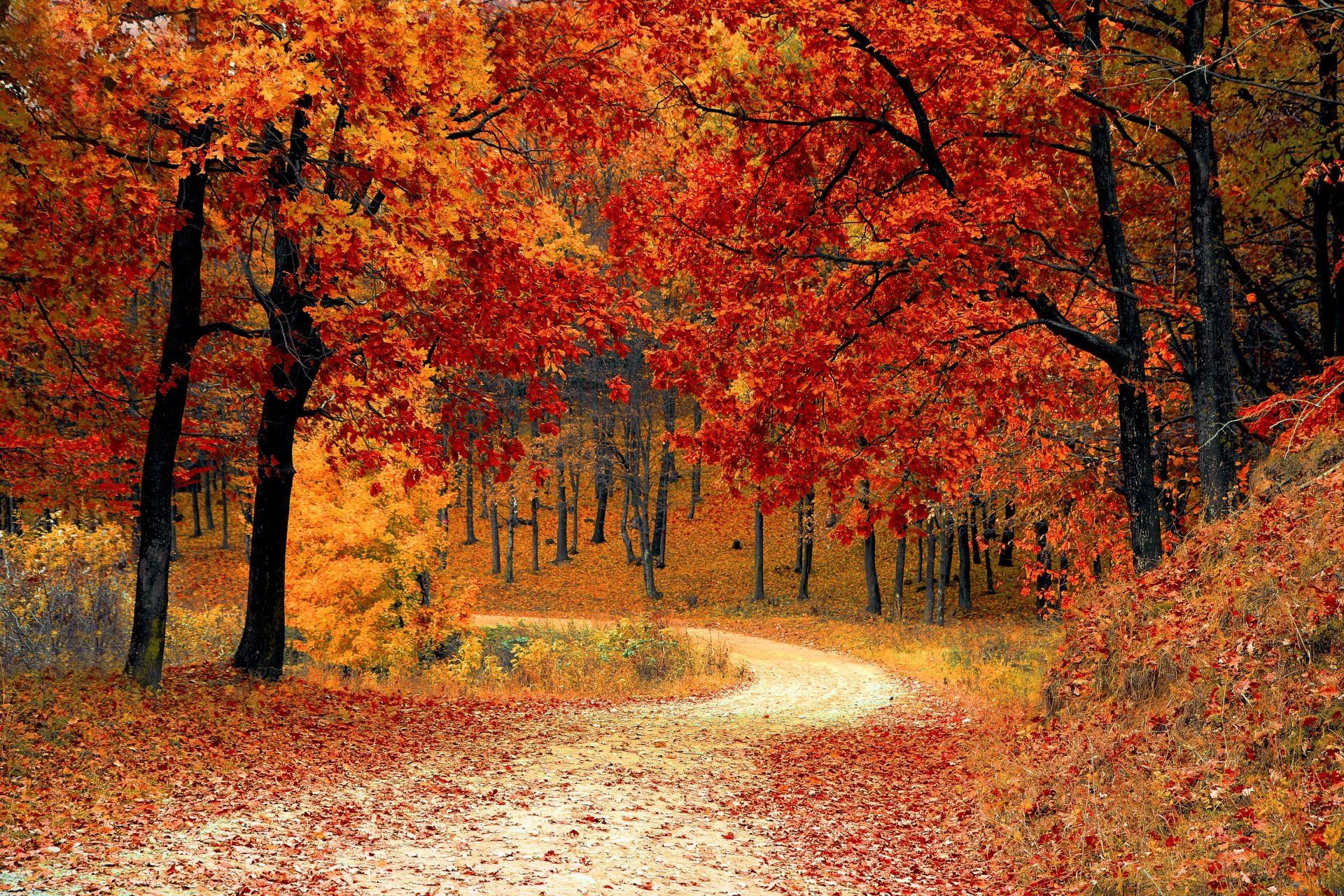 A dirt road in the middle of a forest covered in leaves