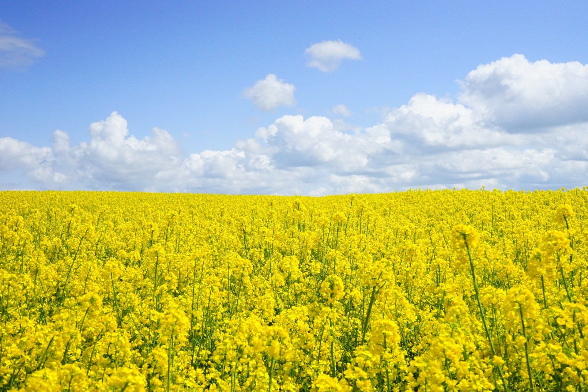 you need an air filter to clear out pollen from these plants