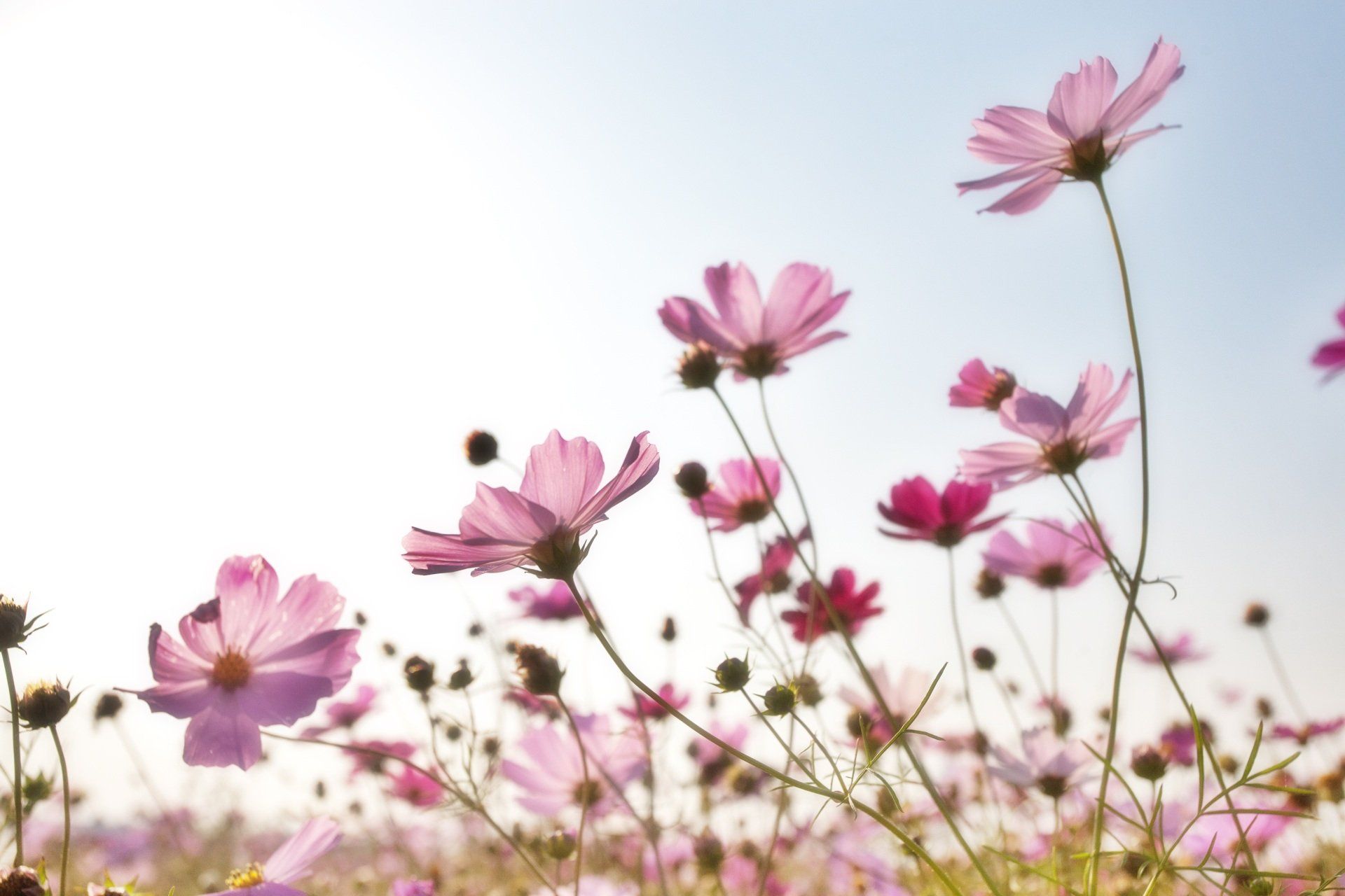 flowering plants under the summer heat